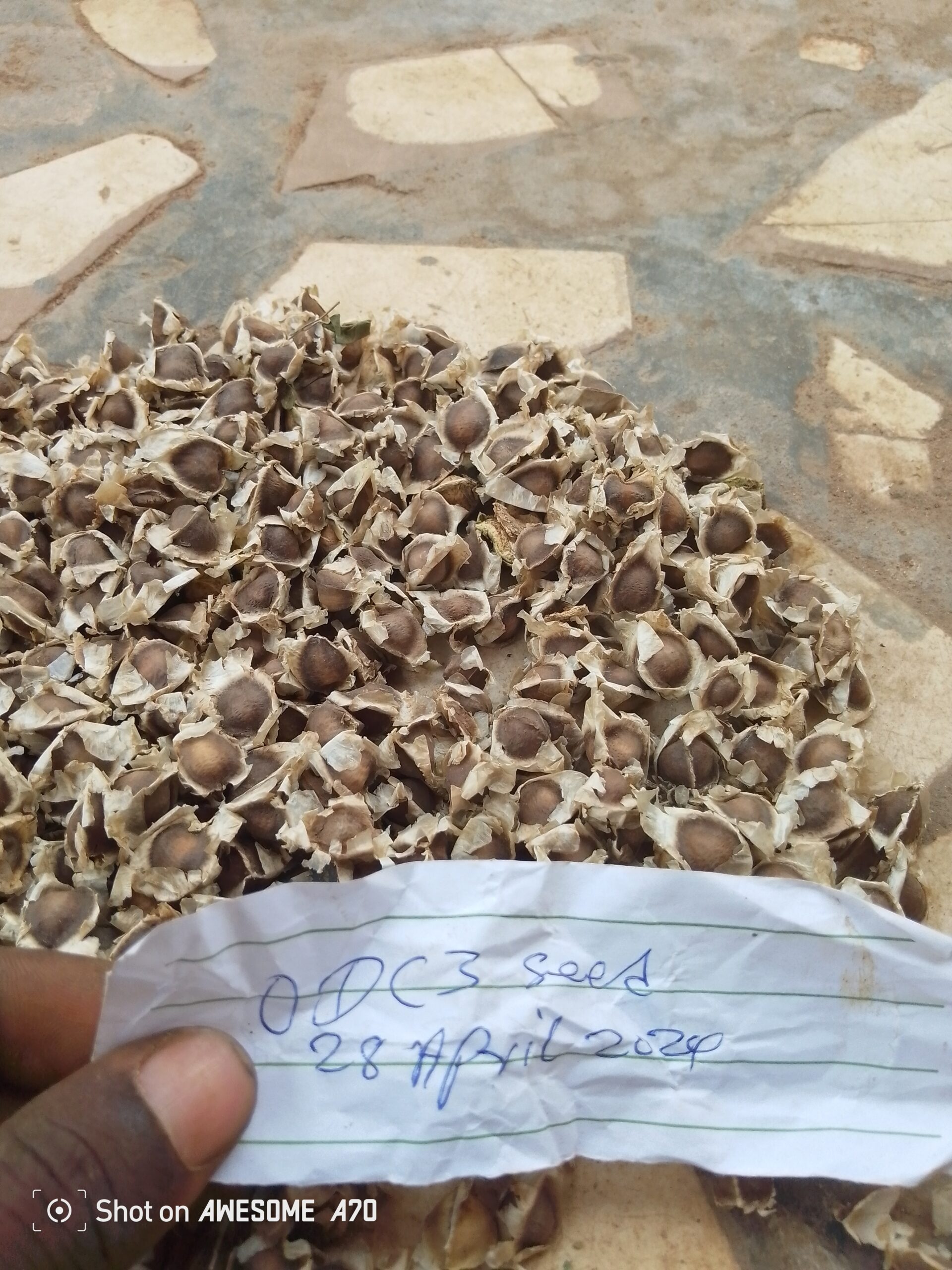 Moringa seed for sale